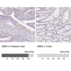 ZBBX Antibody, Novus Biologicals 25 &mu;L; Unlabeled:Antibodies, Polyclonal